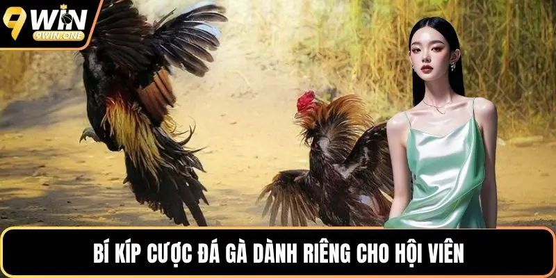 Bí kíp cược đá gà dành riêng cho hội viên