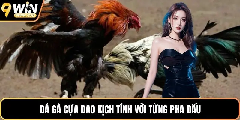 Đá gà cựa dao kịch tính với từng pha đấu