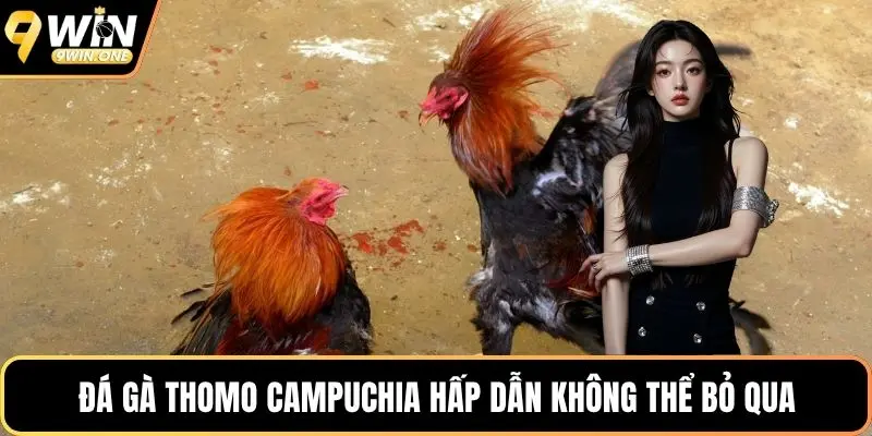 Đá gà Thomo Campuchia hấp dẫn không thể bỏ qua