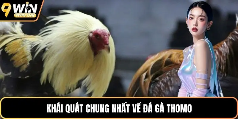 Khái quát chung nhất về đá gà Thomo