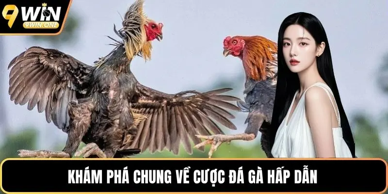 Khám phá chung về cược đá gà hấp dẫn 
