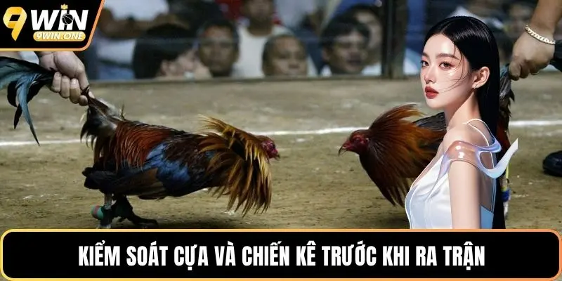 Kiểm soát cựa và chiến kê trước khi ra trận